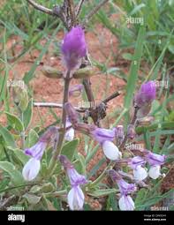 Image result for Syncolostemon bracteosus