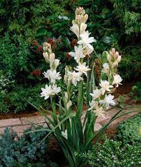 One of indopop's greatest ever songs, this was iis sugianto's 3rd big hit with songwriting genius rinto harahap, the first one being jangan sakiti hatinya. Jual Tanaman Sedap Malam Bibitbunga Com