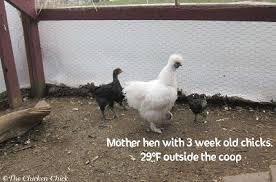 when to move chicks from brooder to chicken coop the