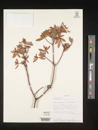 Image result for Gnidia chapmanii