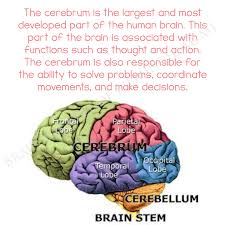 The Cerebrum Is The Largest And Most Developed Part Of The Human Brain This Part Of The Brain Is Associated With F Brain Facts Brain Training Human Brain