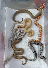 Non Venomous Hognose Variations Hognose Snake Cute Reptiles Cute Lizard