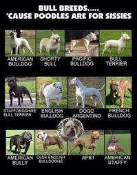 Bully Breeds Chart Google Search Dog Breeds Dogs Bully Dog