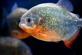 Ikan piranha terkenal akan reputasinya yang ganas dan mengerikan. 86 Gambar Ikan Piranha Terbaik Gambar Pixabay
