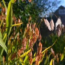 Image result for Chasmanthium latifolium