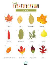 Leaf Identification Game Imom Leaf Identification Tree Study Tree Identification