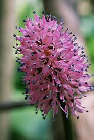 Image result for Steganotaenia hockii