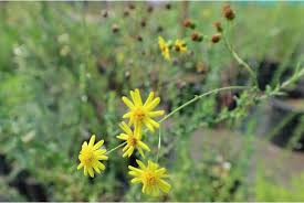 Image result for Senecio milanjianus