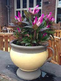 Celosia Celosia Caracas Your Lovely Annual Plant Is A Celosia Prized For Its Feathery Plume Annual Plants Long Lasting Flowers Arrangements Outdoor Flowers