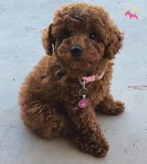 Red Toy Poodle Yavrularimiz Irk Garantili Kopek Dunyasi