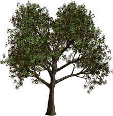 Forest Tree Png Clipart Forest Tree Png Clipart Clipart Forest Png Tree Picture Tree Clip Art Patio Garden