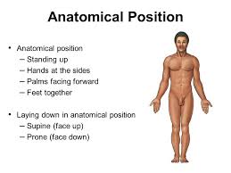Chapter 1 Lecture Two The Language Of Anatomy And Homeostasis Ppt Download