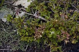 Image result for Aeollanthus