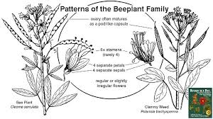 Image result for Cleomaceae