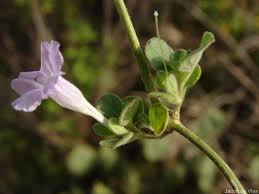Image result for Ruellia patula