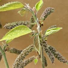 Image result for Broussonetia