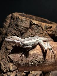 Image result for eustoma maurine