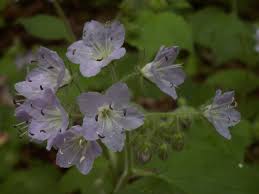 Image result for Hydrophyllaceae