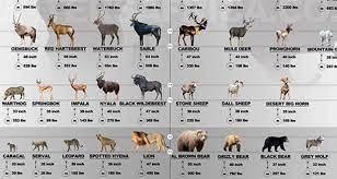 The word literally means meat in swahili. Game Animals Africa Vs North America Infographic Africa Hunting Deer Species Africa Animals