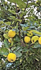 America's largest online plant nursery. Hd Wallpaper Tree Apple Tree Fruits Pome Fruit Large Ripe Old Variety Wallpaper Flare