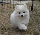 Miniature American Eskimo Puppies for Sale - PuppyFind
