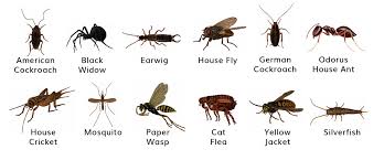 Pest Control Valley Environmental