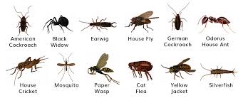 Pest Control Valley Environmental