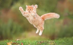 Ruyada Kedi Gormek Hangi Anlama Gelir Ruyada Kedi Gormek Diyanet