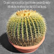 Learn about this large cactus at howstuffworks. 16 Plus Echinocactus Grusonii Golden Barrel Thenextgardener