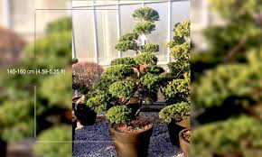 Bonsai dormancy guide dormancy in plants refers to a stage in a plant's life where it displays little to no growth at all; Taxus Baccata English Yew Japanese Style Garden Plants Online