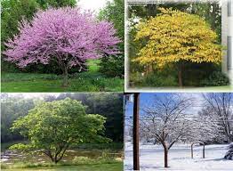 They have pink to purplish pink flowers that are borne on the bare shoots of the. Pin On Gardening