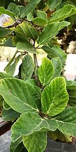 Check spelling or type a new query. Ficus Sycomorus Wikipedia