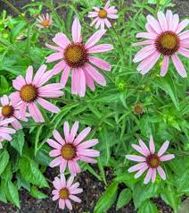 Image result for Commelina purpurea