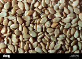 Image result for Sesamum