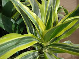 Image result for Dracaena fragrans