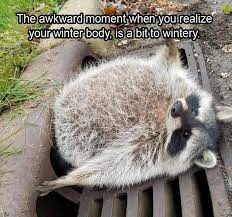 Pin By Debi Barnhart Stottlemyer On C U T I E S Funny Animal Memes Funny Animals Funny Koala