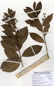 Image result for Pouchetia