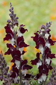 Image result for Antirrhinum