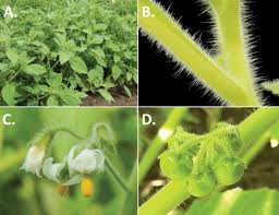 Image result for Solanum grossidentatum