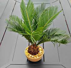 How much of the palm tree were you able to salvage and how did you kill the rest? Growing Sago Palms How To Grow A Sago Palm Tree