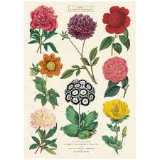 Botanical Chart British Flowering Plants Poster In 2019