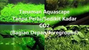 Ada banyak tanaman aquascape tanpa co2 yang bisa tumbuh, berkembang biak, dan memberi perlindungan bagi ikan anda. Tanaman Aquascape Tanpa Co2 Bagian Depan Foreground Youtube