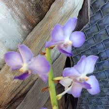 Image result for Polystachya dendrobiiflora