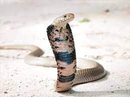 The Mozambique Spitting Cobra Is Olive Grey Olive Or Tawny Black In Colour With Some Or All Scales Black Edged Underneath It I Snake Snake Venom Cobra Snake
