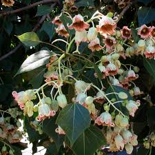 Boething treeland farms grows over 1,000 varieties of trees, shrubs, perennials and specialty plants on 10 california nurseries to serve the wholesale landscape and nursery industries throughout the western united states and beyond. Bottle Tree Brachychiton Populneus My Garden Life