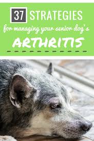 37 Strategies And Treatments For Managing Your Dog S Arthritis With Images Dog Arthritis