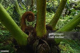 Image result for Marattiaceae