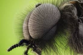 resultado de imagem para olho mosca reino animal fotografia macro olhos resultado de imagem para olho mosca