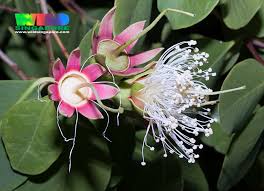 Image result for Sonneratia alba