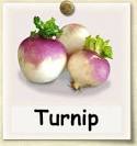 Image result for turnip